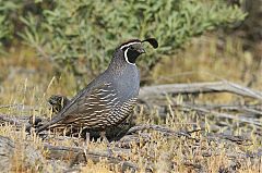 California Quail